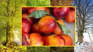 Nectarine History and Seasonality [upl. by Alvera]