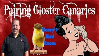 Pairing Gloster Canaries  Henrys Bird Room [upl. by Nat]