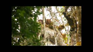 fossa matingwmv [upl. by Benedicto257]