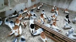 Big loft of Felegyhazer Tumbler pigeons [upl. by Gaylor701]