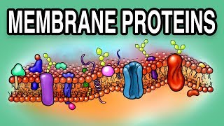 MEMBRANE PROTEINS  Types and Functions [upl. by Cenac]