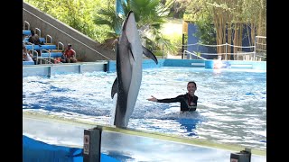 Ocean Discovery Belugas and PacificWhitesided Dolphins Full Show at SeaWorld San Antonio 52619 [upl. by Merrell251]