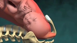 Normal Vaginal Childbirth [upl. by Hathcock]