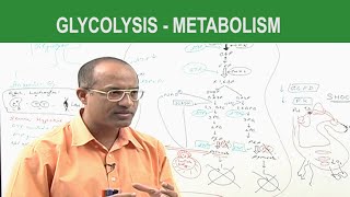 Glycolysis  Metabolism  Dr Najeeb [upl. by Lindbom316]