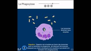 La phagocytose Animation et explication simple shorts [upl. by Garfinkel86]