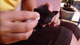 Cara mengobati mata kucing sakit belekan dengan air garam di jamin sembuh [upl. by Peggy]