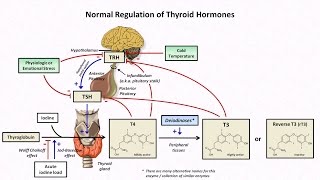 Thyroid Hormones and Thyroid Function Tests [upl. by Eniamor]