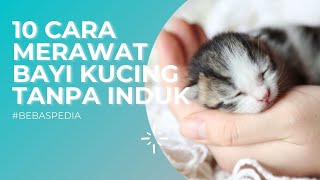 Cara Merawat Anak Kucing Tanpa Induknya [upl. by Yral]