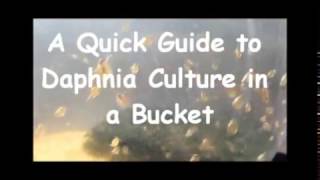 How to culture daphnia outside [upl. by Wernher485]