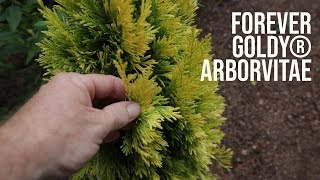 All About Forever Goldy® Arborvitae  Great Border Plant [upl. by Nanny]