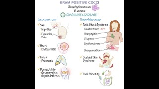 Gram Positive Cocci Overview [upl. by Ahseel]