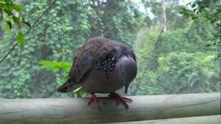 Spotted TurtleDove [upl. by Burne72]