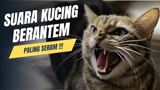 Suara Kucing Berantem  Auto Paling Seram [upl. by Geoffrey]