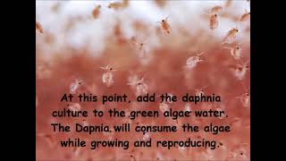 Daphnia  How to grow daphnia in your home [upl. by Alemak317]