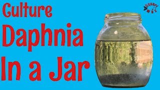 How to Culture Daphnia in a Jar [upl. by Notxed]