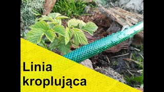 Najtańsza linia kroplująca podlewanie malin [upl. by Fenelia]