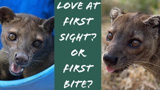 Fossa Introductions  love match or disaster [upl. by Hunfredo555]