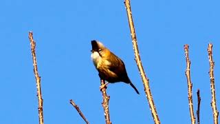 Whiskered Yuhina，（Yuhina flavicollis）黄颈凤鹛 [upl. by Germann185]