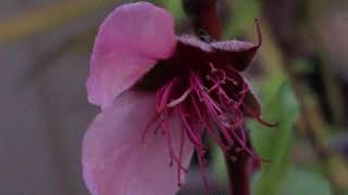 Nectarine Tree Flowering and Fruiting Season [upl. by Anesuza]