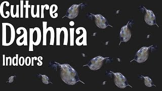 How to Culture Daphnia [upl. by Debera]