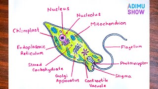 How To Draw Euglena  step by step tutorial [upl. by Adnihc]