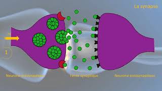 Le fonctionnement de la synapse [upl. by Armin]