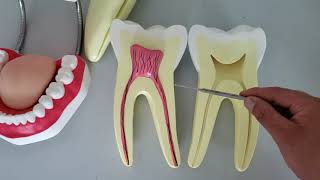 VÍDEO AULA PRÁTICA DE ANATOMIA DO DENTE [upl. by Aitel]