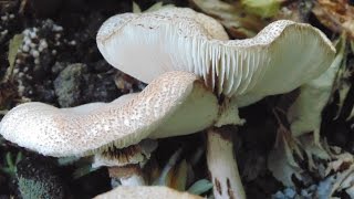 Macrolepiota Procera or Chlorophyllum Molybdites [upl. by Falk110]