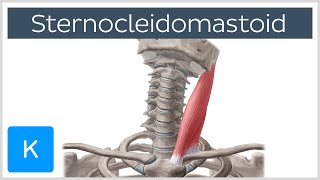 Sternocleidomastoid Muscle Function amp Anatomy  Human Body  Kenhub [upl. by Leotie]