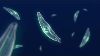 What Makes Diatoms So Special [upl. by Anevad253]