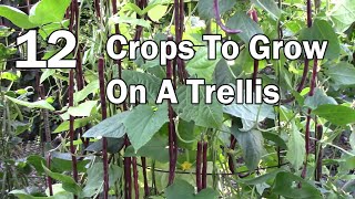 Vertical Gardening  12 Vegetables That Can Be Grown On A Trellis [upl. by Atreb]