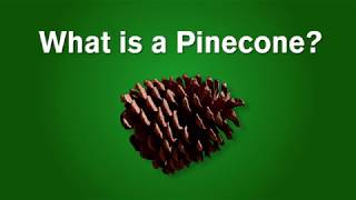 What is a Pinecone [upl. by Hyacinthie]