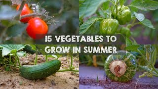 15 Vegetables amp Herbs You MUST Grow in SUMMER [upl. by Ivanna554]