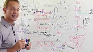 Physiology of Nitric Oxide  Cardiovascular System [upl. by Ruthanne]