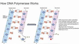 How DNA Polymerase Works [upl. by Karia100]