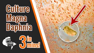 How to culture DAPHNIA MAGNA  The easy way [upl. by Chilcote]