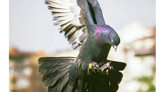 tumbler pigeon flying and rollers [upl. by Eikciv]