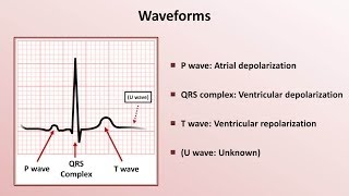 Intro to EKG Interpretation  Waveforms Segments and Intervals [upl. by Nidnerb]