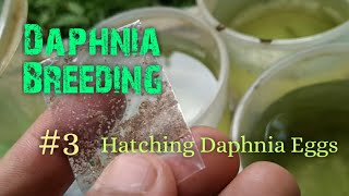 Daphnia Culture made simple and easy 3  Hatching Daphnia eggs [upl. by Xuaeb748]