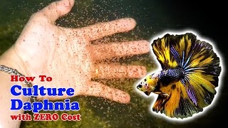 How to Culture Daphnia with ZERO Cost  Unlimited Live Food For Our Fish [upl. by Akessej]