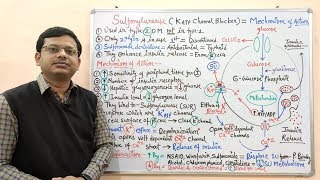 Diabetes Mellitus Part10 Mechanism of Action of Sulfonylurease  Antidiabetic Drugs  Diabetes [upl. by Ydroj121]