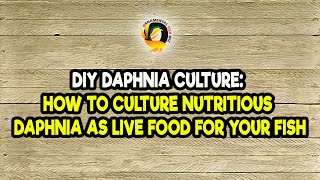 DIY Daphnia Culture How to Culture Nutritious Daphnia as Live Food for Your Fish [upl. by Hajar248]