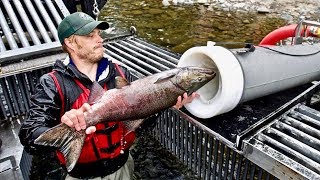 quotSalmon Cannonquot Shoots Fish Over Dams  Cool Invention [upl. by Aettam889]