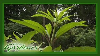 Medicinal Herbs Lisas Greenhouse amp Gardens  Volunteer Gardener [upl. by Meekah299]