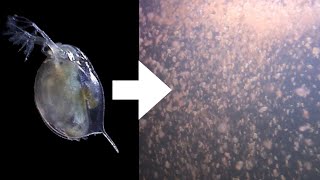 How I Culture Daphnia [upl. by Rabin]