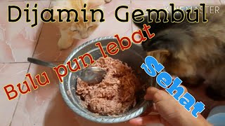 Cara Membuat Makanan Kucing Agar Cepat Gendut dan Bulunya lebat [upl. by Affra148]