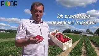 Jak prawidłowo nawadniać truskawki [upl. by Anirod]