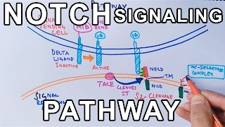 Mechanism of NOTCH SIGNALING PATHWAY [upl. by Brandenburg]