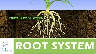 ROOT SYSTEM [upl. by Crissie]