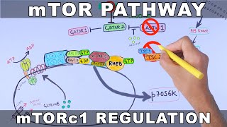 mTOR Pathway and its Regulation [upl. by Casimire982]